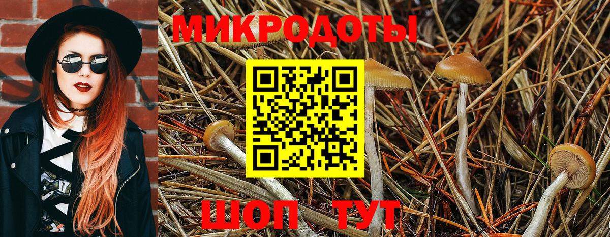 Галлюциногенные грибы Psilocybe Вышний Волочёк